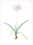 Amaryllis undulata, Nerine undulata; Amaryllis ondulée, Wavy Fairwort by Pierre Joseph Redouté