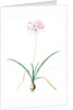 Amaryllis undulata, Nerine undulata; Amaryllis ondulée, Wavy Fairwort by Pierre Joseph Redouté