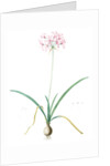 Amaryllis undulata, Nerine undulata; Amaryllis ondulée, Wavy Fairwort by Pierre Joseph Redouté