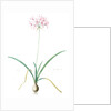 Amaryllis undulata, Nerine undulata; Amaryllis ondulée, Wavy Fairwort by Pierre Joseph Redouté