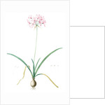 Amaryllis undulata, Nerine undulata; Amaryllis ondulée, Wavy Fairwort by Pierre Joseph Redouté
