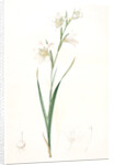 Gladiolus carneus, Glaïeul couleur de chair, Flesh-colored Sword-Lily by Pierre Joseph Redouté