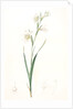 Gladiolus carneus, Glaïeul couleur de chair, Flesh-colored Sword-Lily by Pierre Joseph Redouté