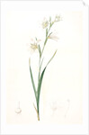 Gladiolus carneus, Glaïeul couleur de chair, Flesh-colored Sword-Lily by Pierre Joseph Redouté
