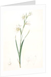 Gladiolus carneus, Glaïeul couleur de chair, Flesh-colored Sword-Lily by Pierre Joseph Redouté