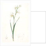 Gladiolus carneus, Glaïeul couleur de chair, Flesh-colored Sword-Lily by Pierre Joseph Redouté