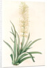 Sansevieria zeylanica, Sanseviera de Ceylan; Devil's Tongue, Ceylon Bowstring hemp by Pierre Joseph Redouté