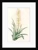 Sansevieria zeylanica, Sanseviera de Ceylan; Devil's Tongue, Ceylon Bowstring hemp by Pierre Joseph Redouté