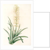 Sansevieria zeylanica, Sanseviera de Ceylan; Devil's Tongue, Ceylon Bowstring hemp by Pierre Joseph Redouté