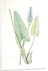 Pontederia cordata, Pontederie en coeur; Pickerel weed, Wampee by Pierre Joseph Redouté