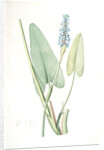 Pontederia cordata, Pontederie en coeur; Pickerel weed, Wampee by Pierre Joseph Redouté