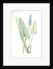 Pontederia cordata, Pontederie en coeur; Pickerel weed, Wampee by Pierre Joseph Redouté