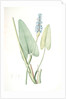 Pontederia cordata, Pontederie en coeur; Pickerel weed, Wampee by Pierre Joseph Redouté