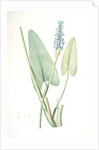Pontederia cordata, Pontederie en coeur; Pickerel weed, Wampee by Pierre Joseph Redouté