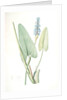 Pontederia cordata, Pontederie en coeur; Pickerel weed, Wampee by Pierre Joseph Redouté