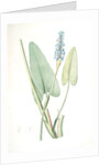 Pontederia cordata, Pontederie en coeur; Pickerel weed, Wampee by Pierre Joseph Redouté