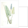 Pontederia cordata, Pontederie en coeur; Pickerel weed, Wampee by Pierre Joseph Redouté