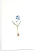 Scilla bifolia, Scille à deux feuilles, Early squill by Pierre Joseph Redouté