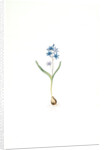 Scilla bifolia, Scille à deux feuilles, Early squill by Pierre Joseph Redouté