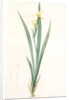 Iris stenogyna, Iris halophila; Iris à stigmates étroits, Long-leaved flag by Pierre Joseph Redouté