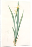 Iris stenogyna, Iris halophila; Iris à stigmates étroits, Long-leaved flag by Pierre Joseph Redouté
