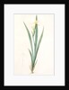 Iris stenogyna, Iris halophila; Iris à stigmates étroits, Long-leaved flag by Pierre Joseph Redouté