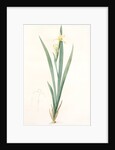 Iris stenogyna, Iris halophila; Iris à stigmates étroits, Long-leaved flag by Pierre Joseph Redouté