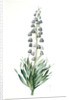 Fritillaria persica, Fritillaire de Perse; Persian Fritillary by Pierre Joseph Redouté
