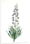 Fritillaria persica, Fritillaire de Perse; Persian Fritillary by Pierre Joseph Redouté