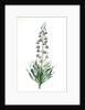 Fritillaria persica, Fritillaire de Perse; Persian Fritillary by Pierre Joseph Redouté