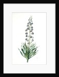 Fritillaria persica, Fritillaire de Perse; Persian Fritillary by Pierre Joseph Redouté