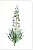 Fritillaria persica, Fritillaire de Perse; Persian Fritillary by Pierre Joseph Redouté