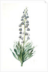 Fritillaria persica, Fritillaire de Perse; Persian Fritillary by Pierre Joseph Redouté