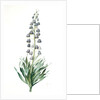 Fritillaria persica, Fritillaire de Perse; Persian Fritillary by Pierre Joseph Redouté