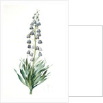 Fritillaria persica, Fritillaire de Perse; Persian Fritillary by Pierre Joseph Redouté