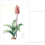 Veltheimia capensis, Veltheimia viridifolia, Green-leaved Forest Lily by Pierre Joseph Redouté