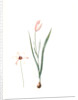 Tulipa Clusiana, Tulipe de l'Ecluse, Lady Tulip by Pierre Joseph Redouté