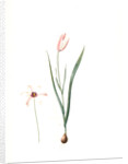 Tulipa Clusiana, Tulipe de l'Ecluse, Lady Tulip by Pierre Joseph Redouté