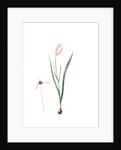 Tulipa Clusiana, Tulipe de l'Ecluse, Lady Tulip by Pierre Joseph Redouté