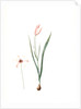 Tulipa Clusiana, Tulipe de l'Ecluse, Lady Tulip by Pierre Joseph Redouté