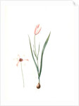 Tulipa Clusiana, Tulipe de l'Ecluse, Lady Tulip by Pierre Joseph Redouté