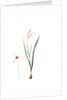 Tulipa Clusiana, Tulipe de l'Ecluse, Lady Tulip by Pierre Joseph Redouté