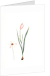 Tulipa Clusiana, Tulipe de l'Ecluse, Lady Tulip by Pierre Joseph Redouté