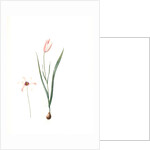 Tulipa Clusiana, Tulipe de l'Ecluse, Lady Tulip by Pierre Joseph Redouté