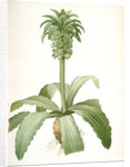 Eucomis regia, Eucomis royale, Pineapple Lily by Pierre Joseph Redouté