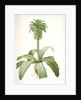 Eucomis regia, Eucomis royale, Pineapple Lily by Pierre Joseph Redouté