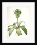 Eucomis regia, Eucomis royale, Pineapple Lily by Pierre Joseph Redouté