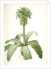 Eucomis regia, Eucomis royale, Pineapple Lily by Pierre Joseph Redouté