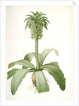 Eucomis regia, Eucomis royale, Pineapple Lily by Pierre Joseph Redouté