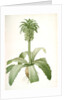 Eucomis regia, Eucomis royale, Pineapple Lily by Pierre Joseph Redouté